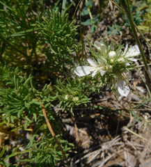 Teucrium laciniatum