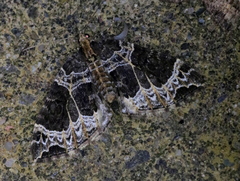 Ecliptopera silaceata