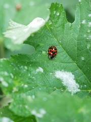 Harmonia axyridis