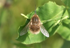 Bombylius posticus