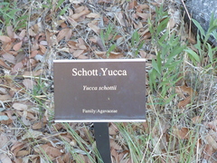 Yucca schottii