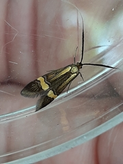Nemophora degeerella