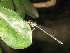 Platycnemis phyllopoda