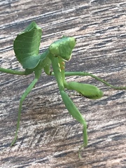 Hierodula patellifera