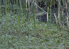 Rallus semiplumbeus