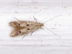 Blastodacna bicristatella
