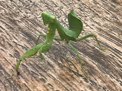 Hierodula patellifera