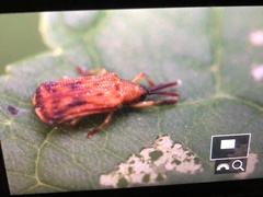 Sumitrosis inaequalis