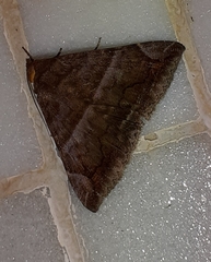 Ophisma