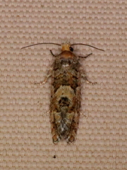 Eucopina tocullionana