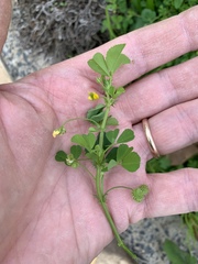 Medicago polymorpha
