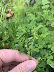 Medicago polymorpha