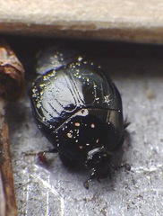 Saprininae