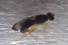 Psilidae