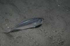 Trachurus trachurus