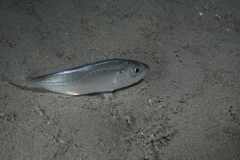 Trachurus trachurus