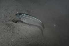 Trachurus trachurus