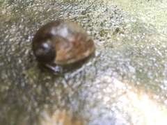 Gastropoda