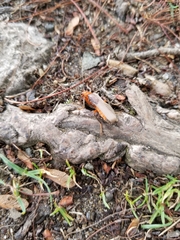 Pacificanthia consors