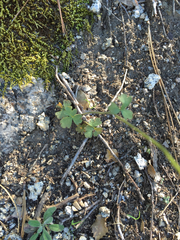 Lithophragma parviflorum