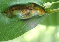 Puccinia coronata