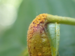 Puccinia coronata