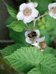 Bombus