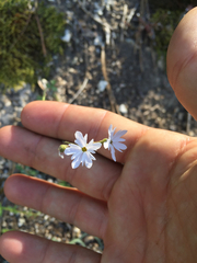Lithophragma parviflorum