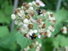 Bombus