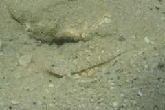 Pomatoschistus marmoratus