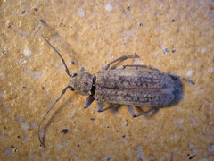 Trichoferus holosericeus
