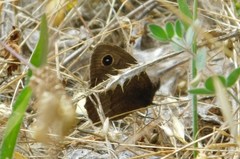 Cercyonis pegala boopis