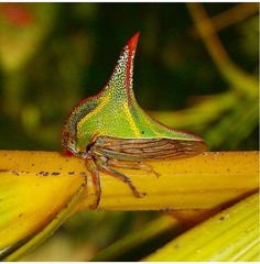 Umbonia crassicornis