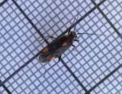 Capsodes flavomarginatus