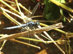 Orthetrum luzonicum