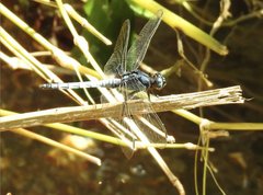 Orthetrum luzonicum