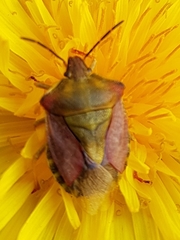 Carpocoris purpureipennis