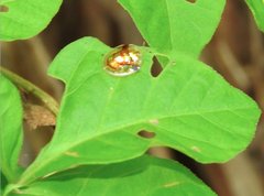 Aspidimorpha furcata