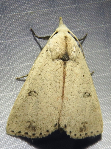 Deadwood Borer Moth photo 3