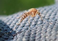 Aedes canadensis