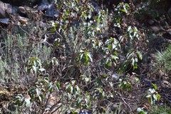 Cistus populifolius