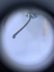 Euodynerus exoglyphus