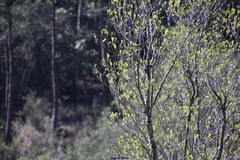 Alnus lusitanica