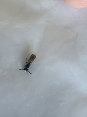 Euodynerus exoglyphus