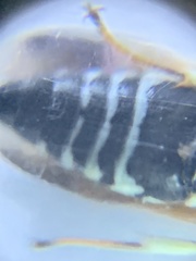 Euodynerus exoglyphus