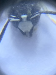 Euodynerus exoglyphus