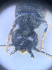 Euodynerus exoglyphus