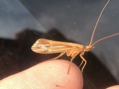Limnephilus ornatus