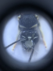 Euodynerus exoglyphus
