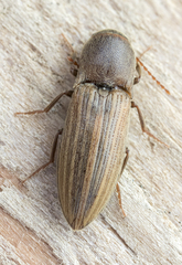 Agriotes lineatus